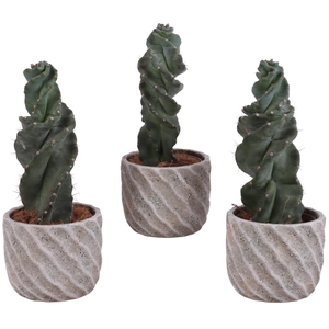 Cactus Cereus Spiralis Ø12cm in Ø15cm Ceramic NT668