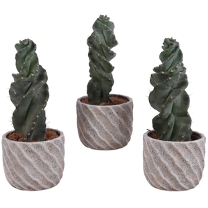 Cactus Cereus Spiralis Ø12cm in Ø15cm Ceramic NT668