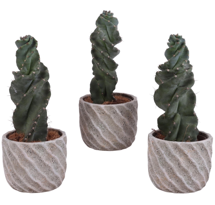 <h4>Cactus Cereus Spiralis Ø12cm in Ø15cm Ceramic NT668</h4>