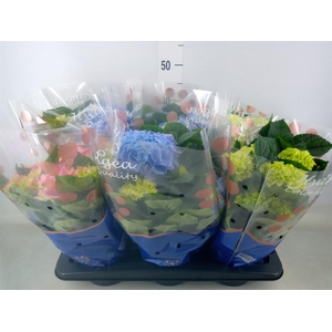Hydrangea mac.   ...mix