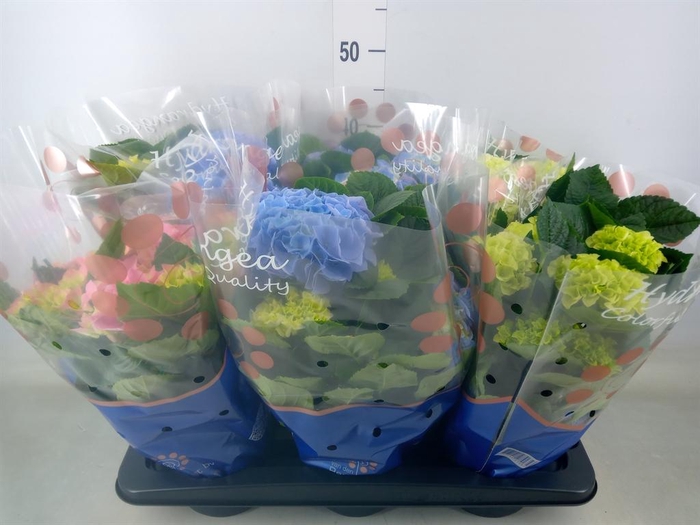 <h4>Hydrangea mac.   ...mix</h4>