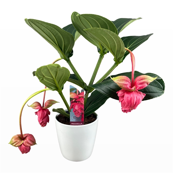 <h4>Medinilla Magnifica Flamenco 2 etage 3/4 knop in wit keramiek</h4>