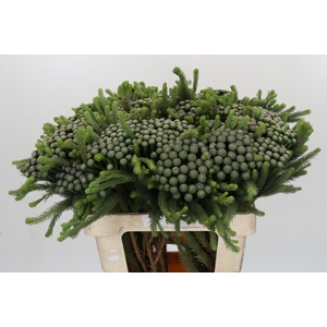 Kaaps Groen Albiflora