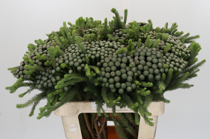 <h4>Kaaps Groen Albiflora</h4>