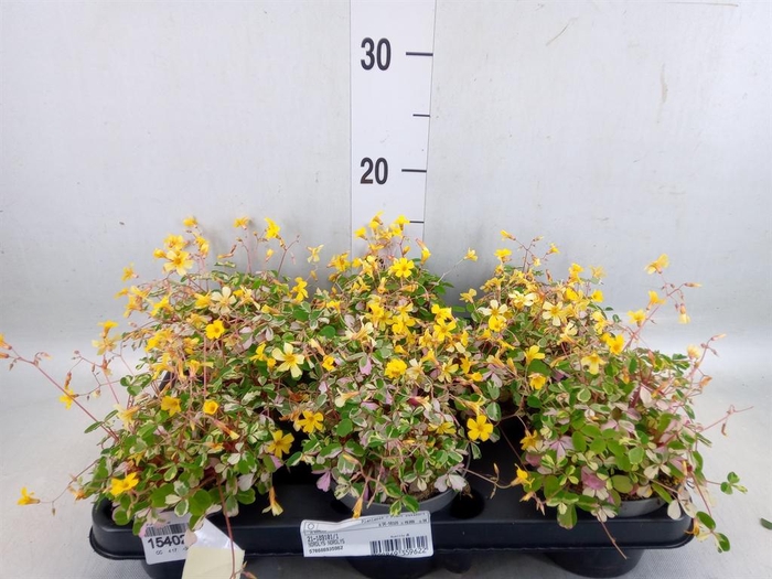 <h4>Oxalis   ...</h4>