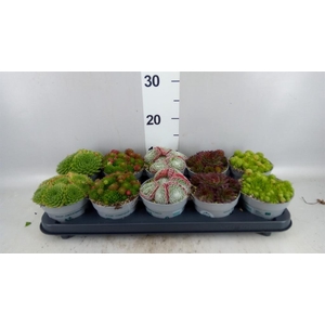 Sempervivum   ...