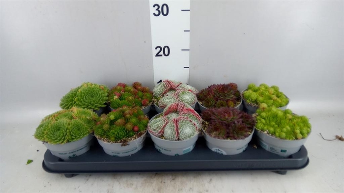 <h4>Sempervivum   ...</h4>
