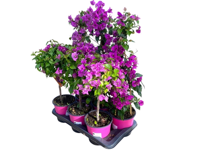 <h4>Bougainvillea Sanderiana mix in tray (piramide & op stam)</h4>