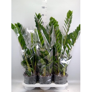 Zamioculcas zamiifolia