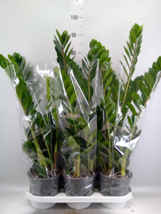 <h4>Zamioculcas zamiifolia</h4>
