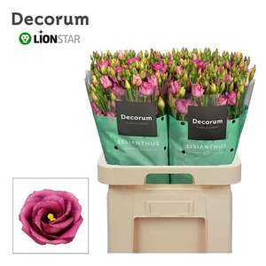 Lisianthus do rosita cherry