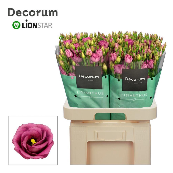 <h4>Lisianthus do rosita cherry</h4>