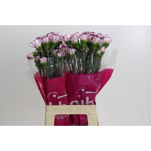 Dianthus St Damascus