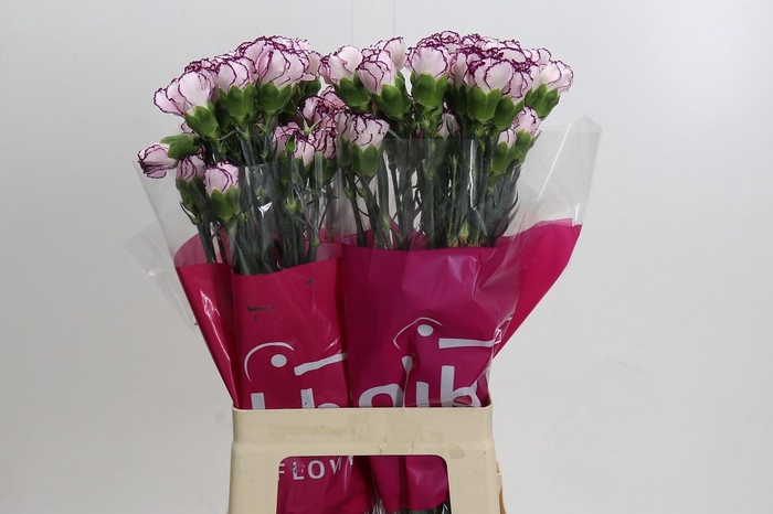 <h4>Dianthus St Damascus</h4>