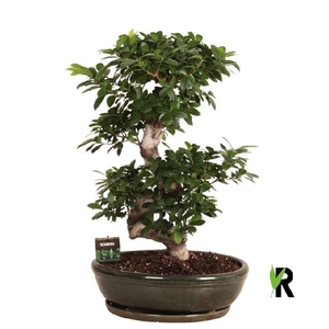 Ficus Mi Ginseng FSKMO50110 in keramiek