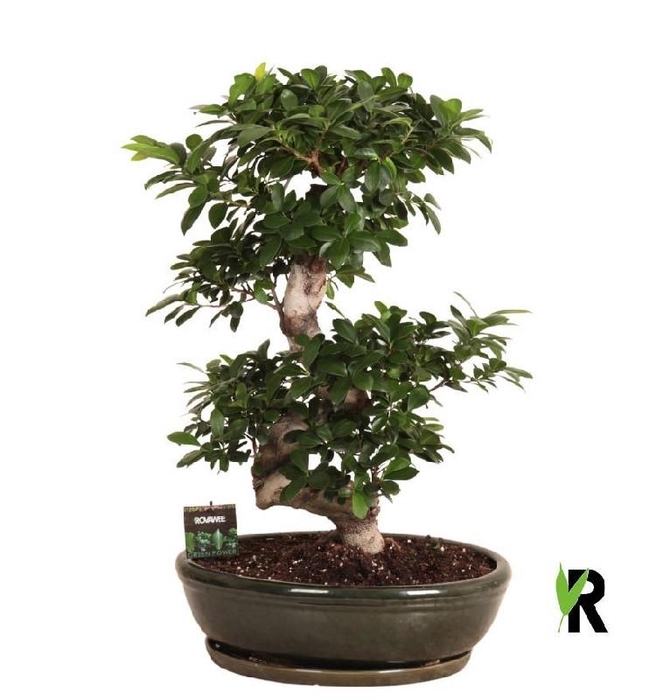 Ficus Mi Ginseng FSKMO50110 in keramiek