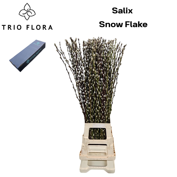 <h4>SALIX CA SNOW FLAKE</h4>