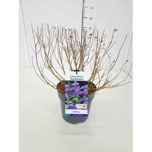 Caryopteris x clandonensis Heavenl