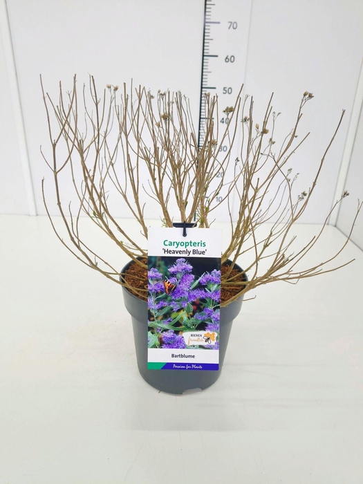 Caryopteris x clandonensis Heavenl