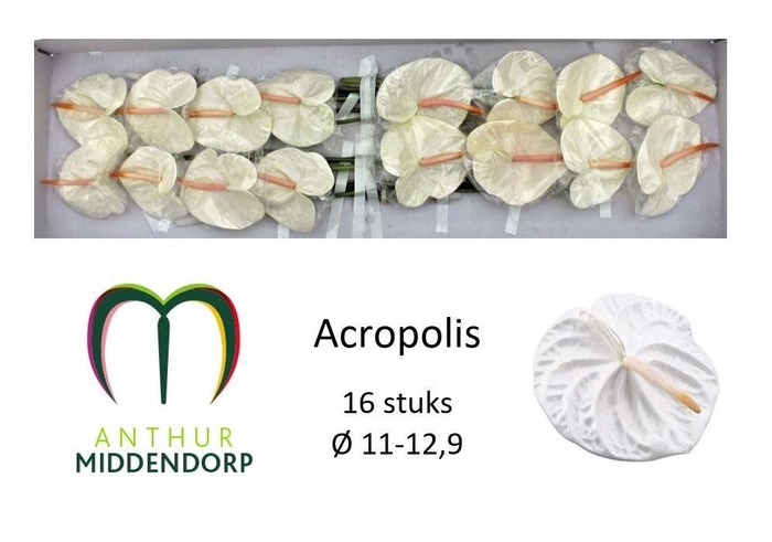 <h4>Anth A Acropolis</h4>