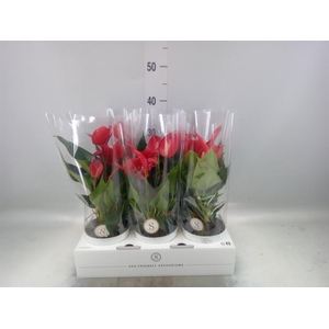 Anthurium  'Banderola Roja'