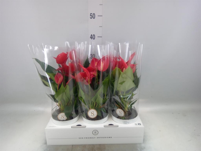 <h4>Anthurium  'Banderola Roja'</h4>