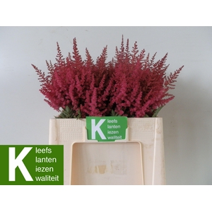 ASTIL AR PAUL GAARDE