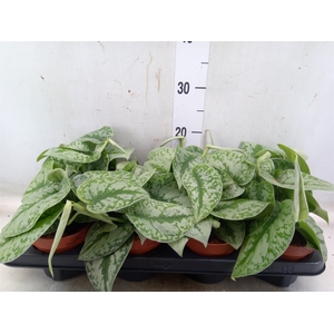 Scindapsus pictus 'Trebie'