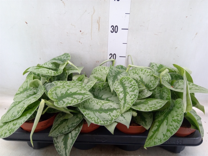 <h4>Scindapsus pictus 'Trebie'</h4>