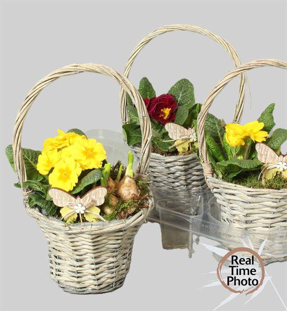 <h4>ARR TUINPLANTEN HENGSEL X3</h4>