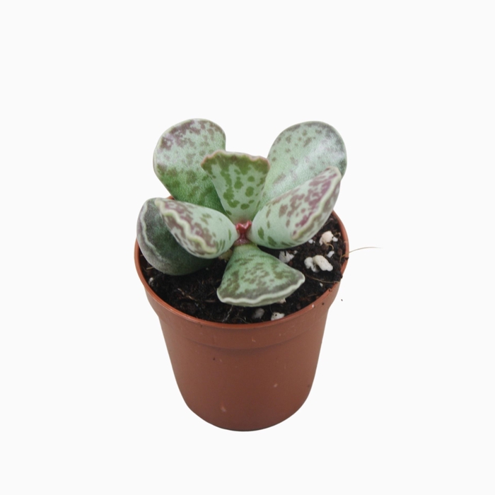 Adromischus cooperi