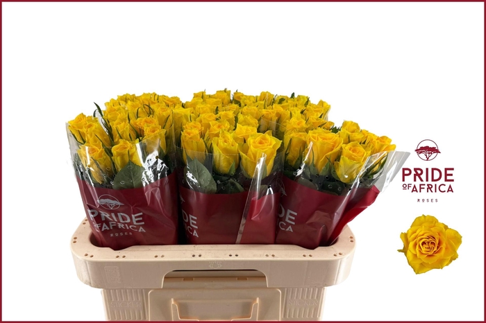 <h4>R GR NJANO!</h4>