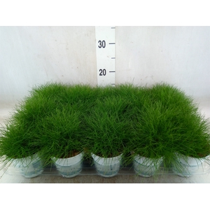Festuca gautieri 'Amigreen'