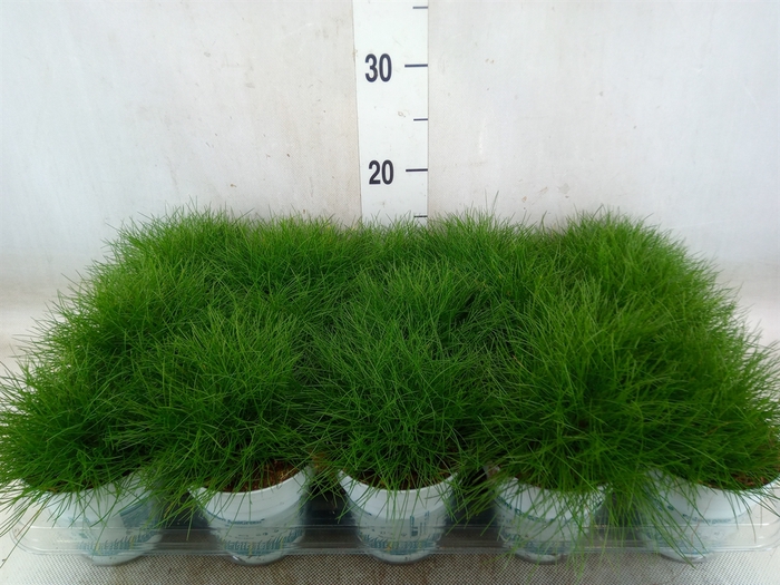 <h4>Festuca gautieri 'Amigreen'</h4>
