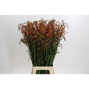 Crocosmia Emily Mckenzie