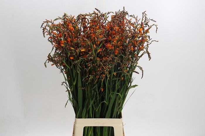 <h4>Crocosmia Emily Mckenzie</h4>