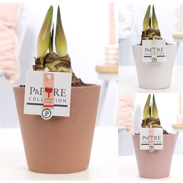 <h4>Hippeastrum mix in P&PURE Ruby ceramics ass. 3.</h4>