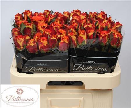 <h4>R Gr Silantoi</h4>