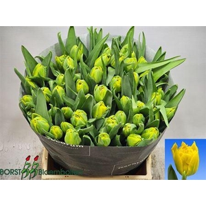 Tu Du Sunlight Ex 2-4