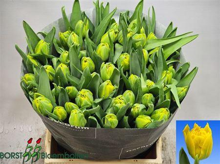 <h4>Tu Du Sunlight Ex 2-4</h4>