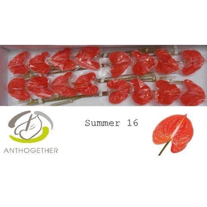 Anthurium Summer
