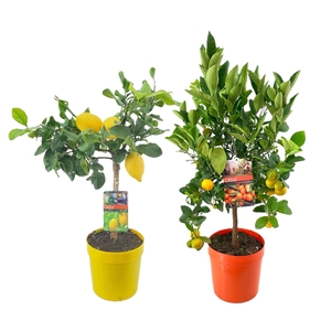 Citrus mix