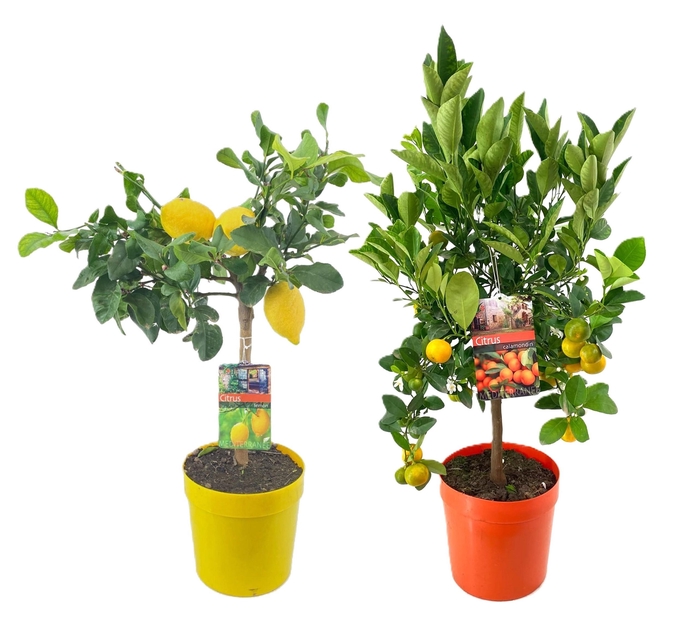 <h4>Citrus mix</h4>