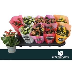 KAL GE PERF GEM 5 KL