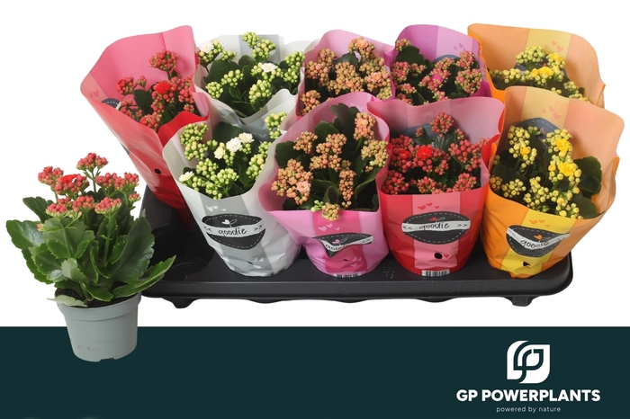 <h4>KAL GE PERF GEM 5 KL</h4>