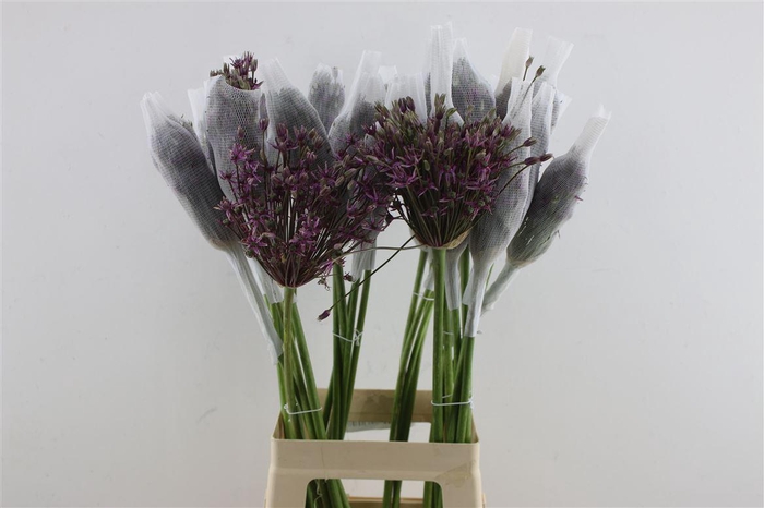 <h4>Allium Mercurius</h4>