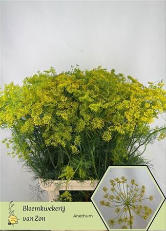 <h4>Anet Graveolens</h4>