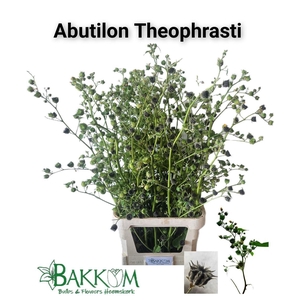 Abutilon Theophrasti