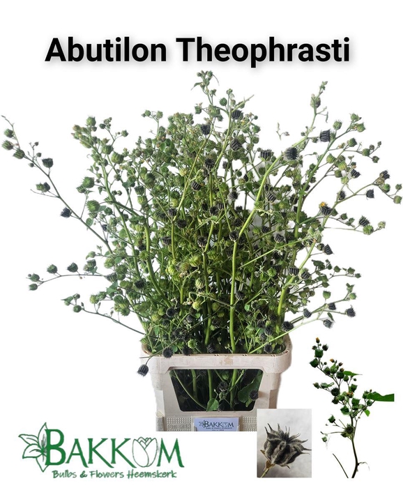 <h4>Abutilon Theophrasti</h4>