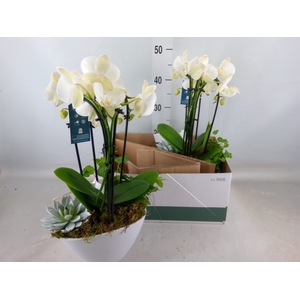 Phalaenopsis  'Elegant Cascade'